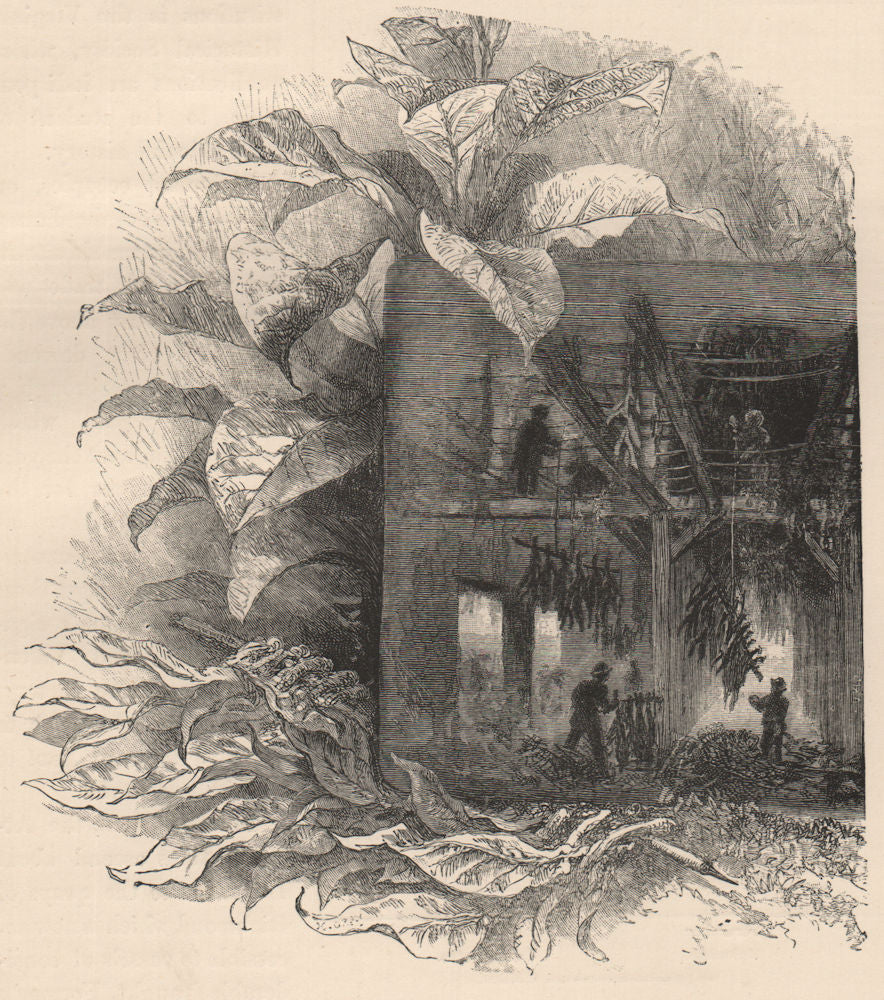 Tobacco. Drying the Plants. Virginia 1885 old antique vintage print picture